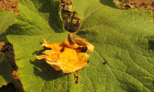 View of squash bugs and cucumber beetles killed by a systemic insecticide applied to the roots of Blue Hubbard squash